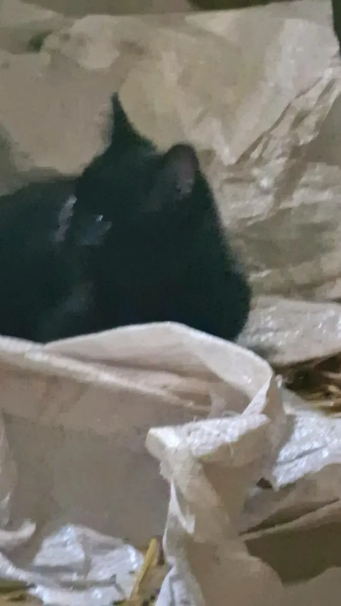 Kitten looking forever home - Image 2