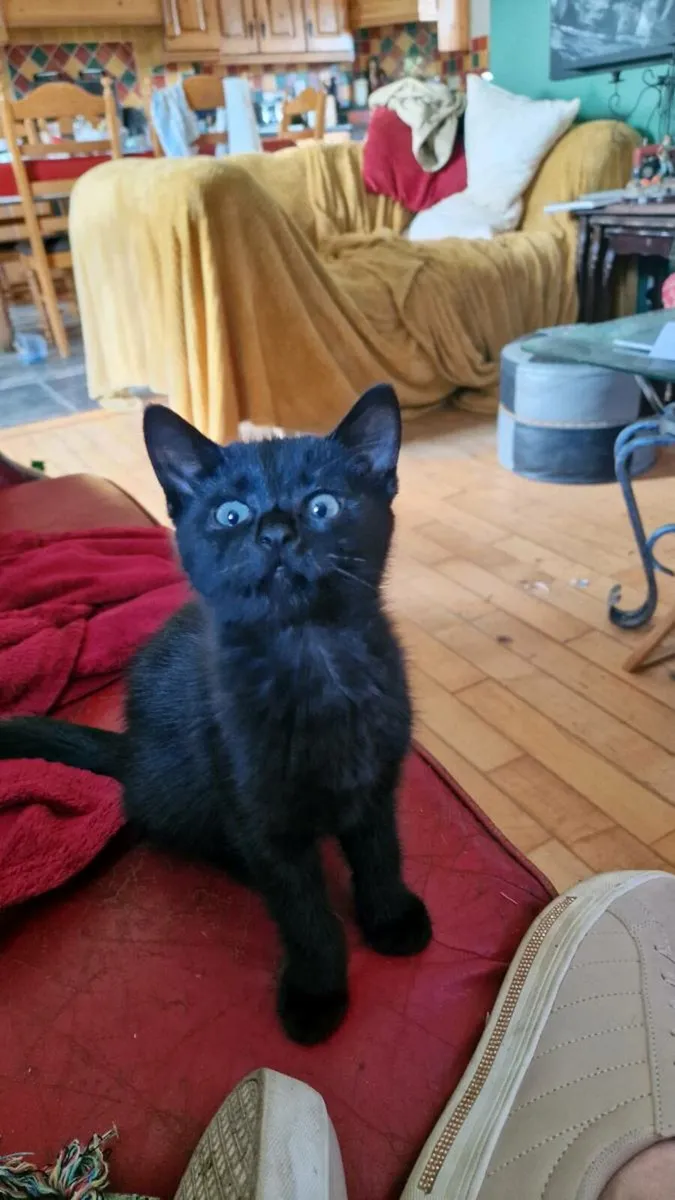Kitten looking forever home - Image 3