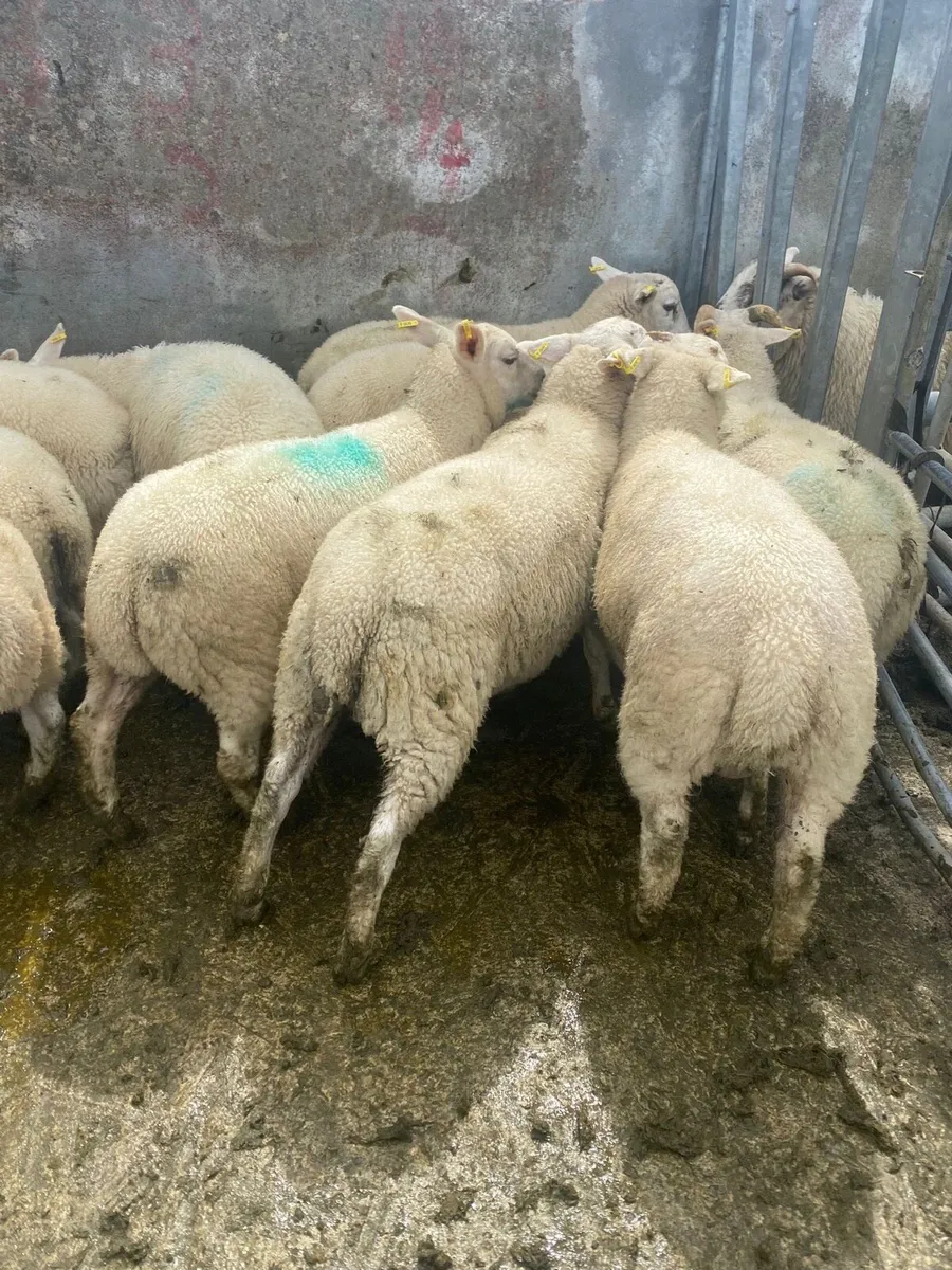 Coolaney sheep sales! - Image 2