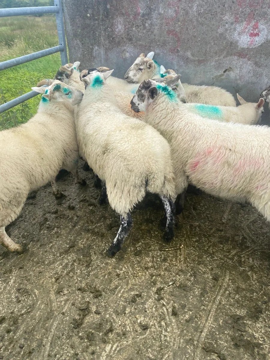 Coolaney sheep sales! - Image 3