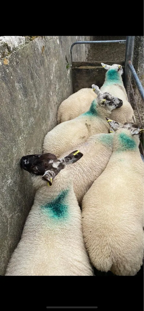 Coolaney sheep sales! - Image 4