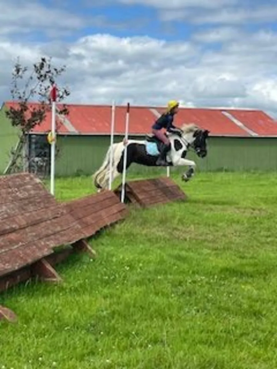 13.2hh Forward-Going Pony, Fun & Full of Character - Image 3