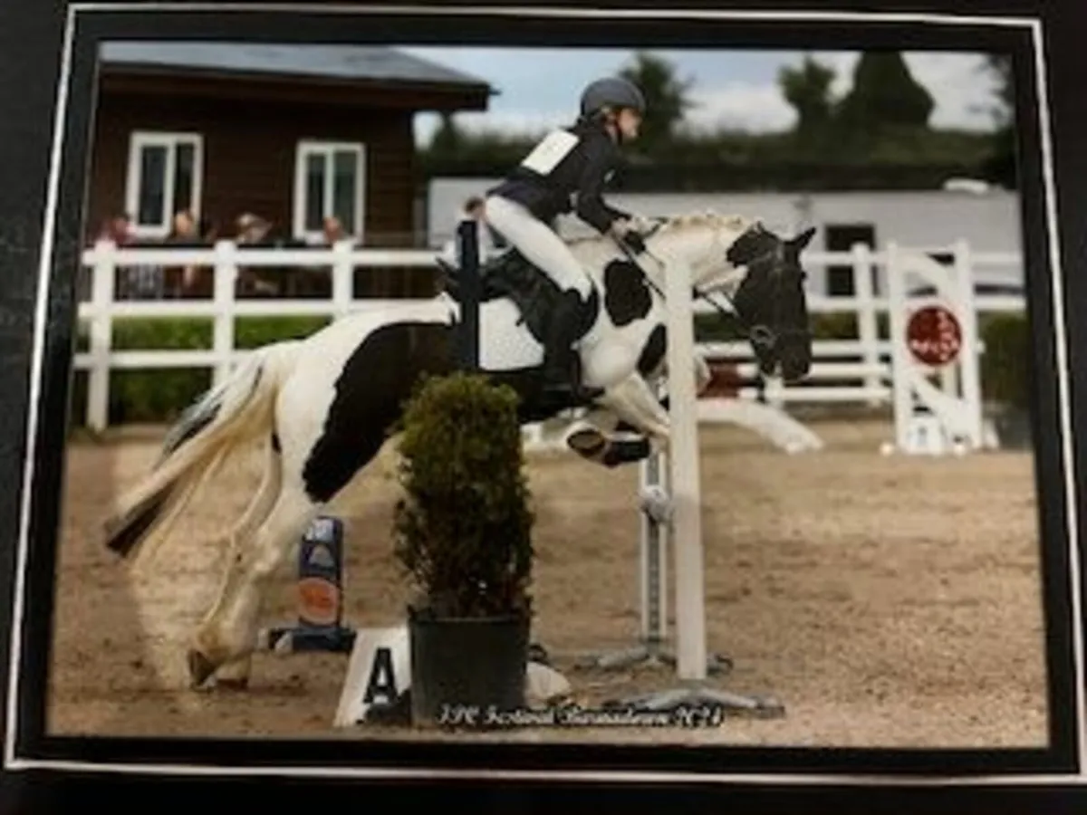 13.2hh Forward-Going Pony, Fun & Full of Character - Image 1