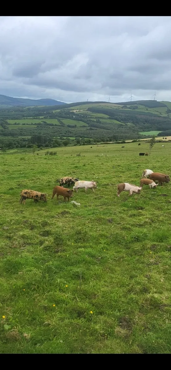 free range pigs - Image 1