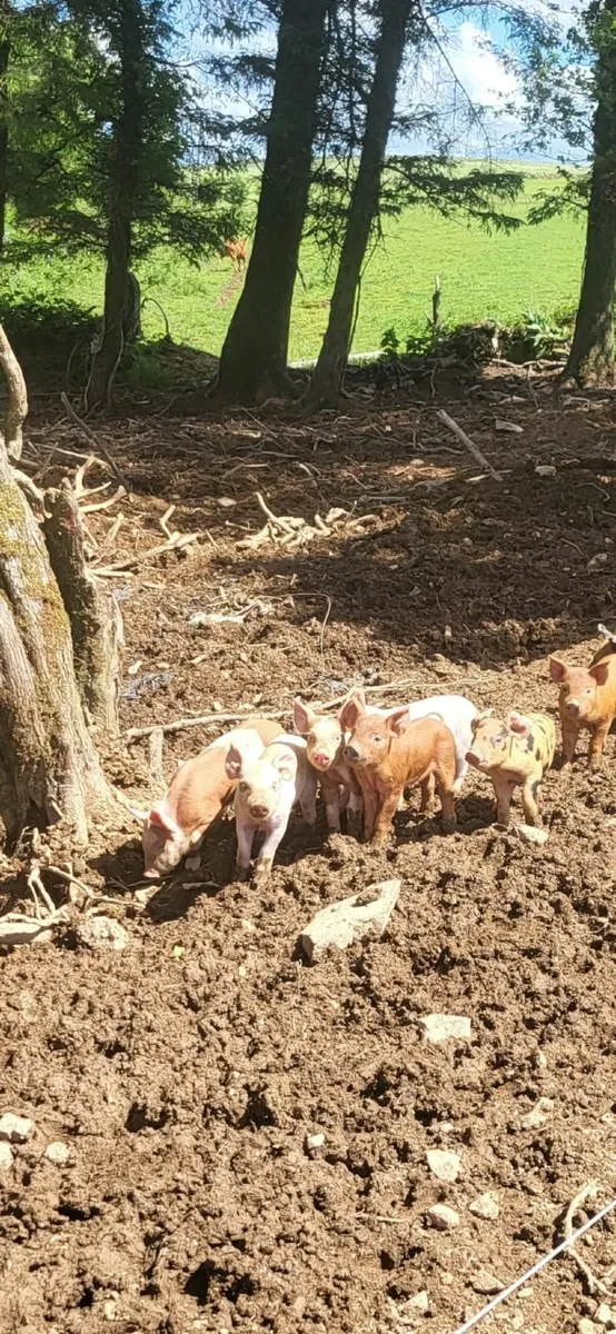 free range pigs - Image 2
