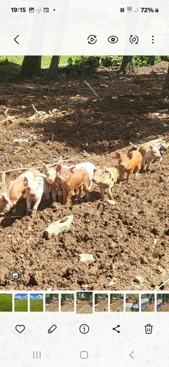 free range pigs - Image 3