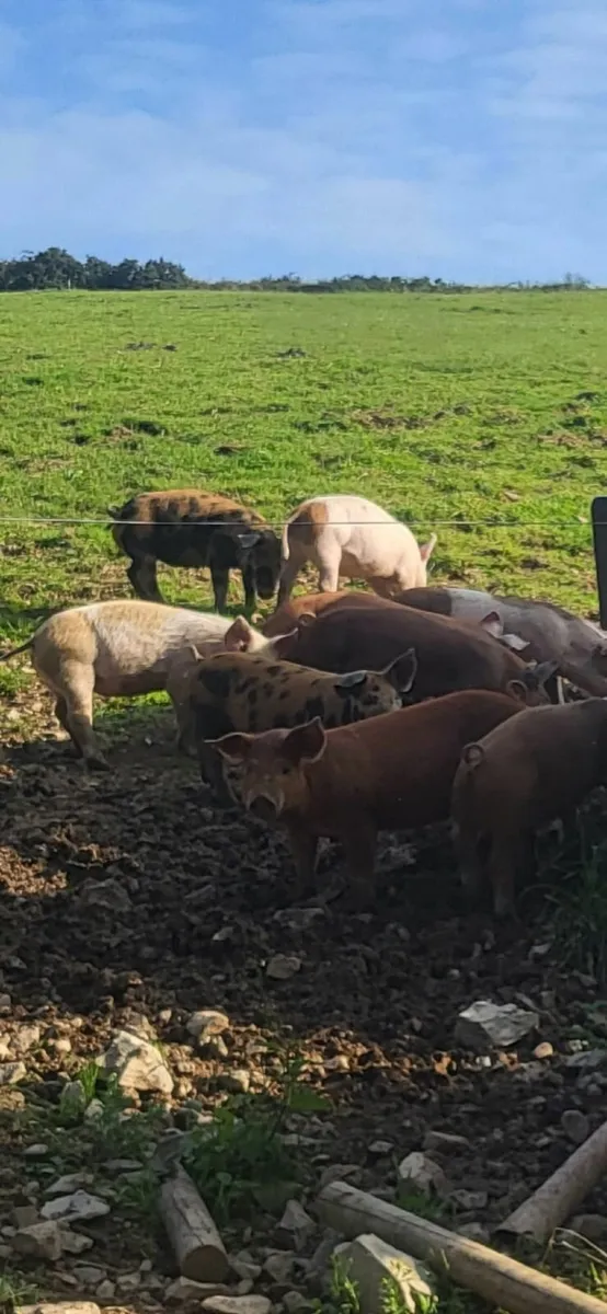 free range pigs - Image 4