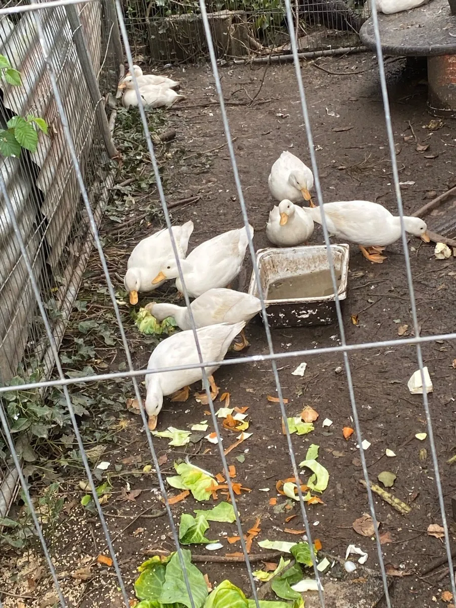 Call ducks - Image 1