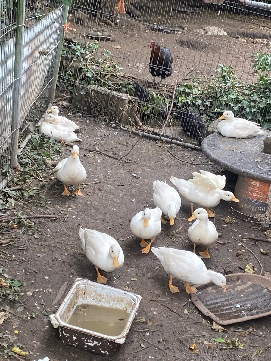 Call ducks - Image 2