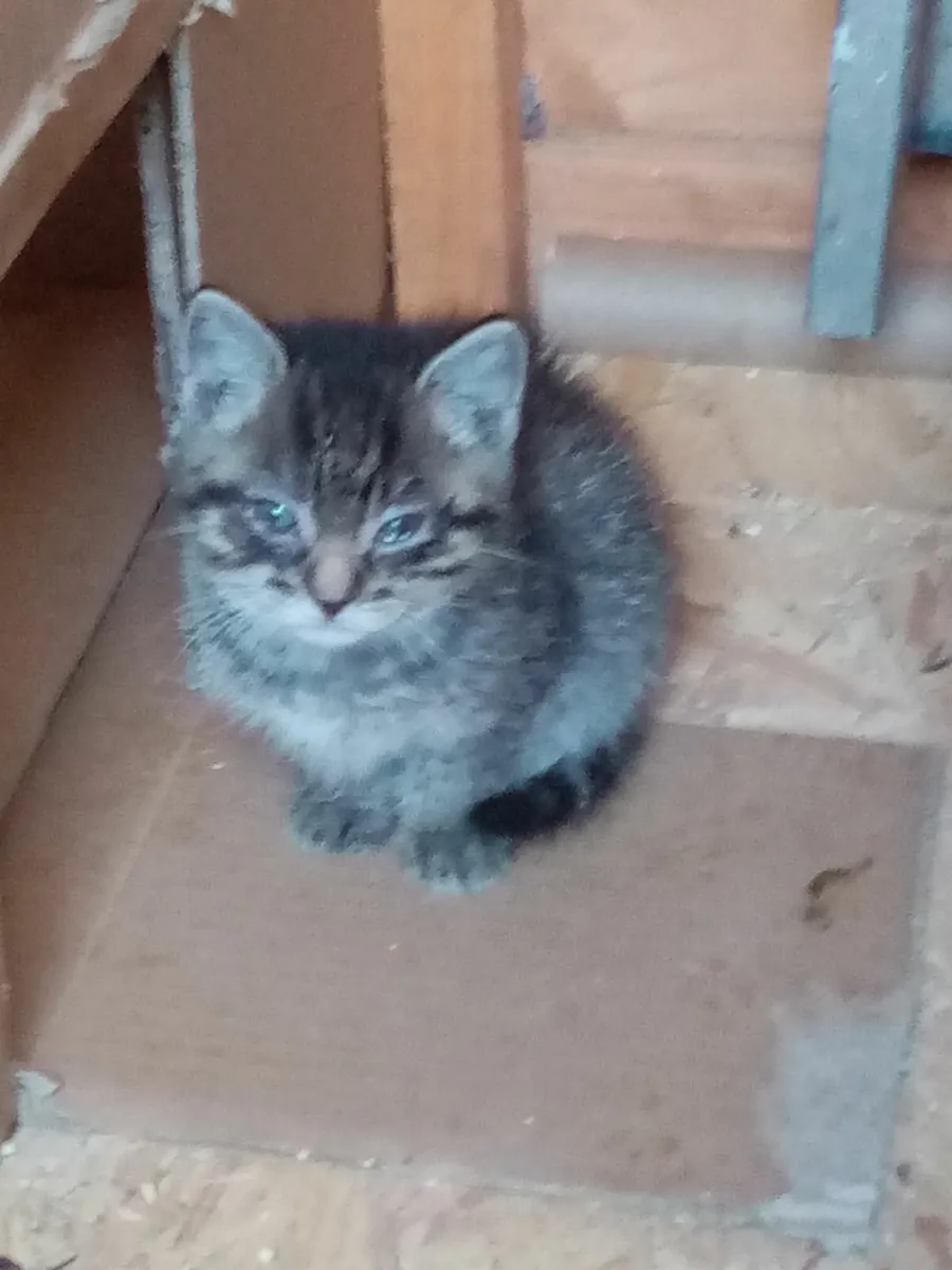 Kittens - Image 2