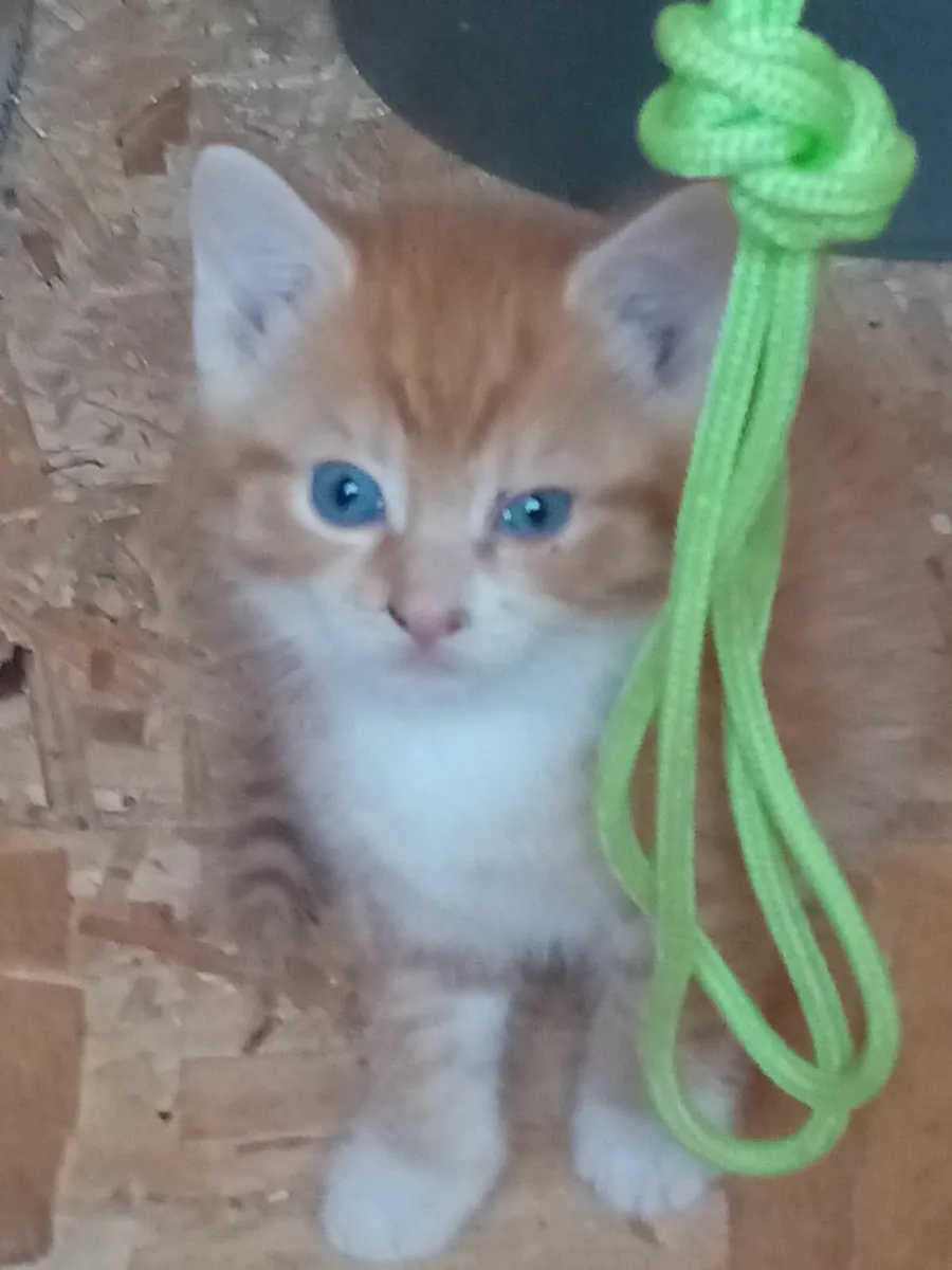 Kittens - Image 3