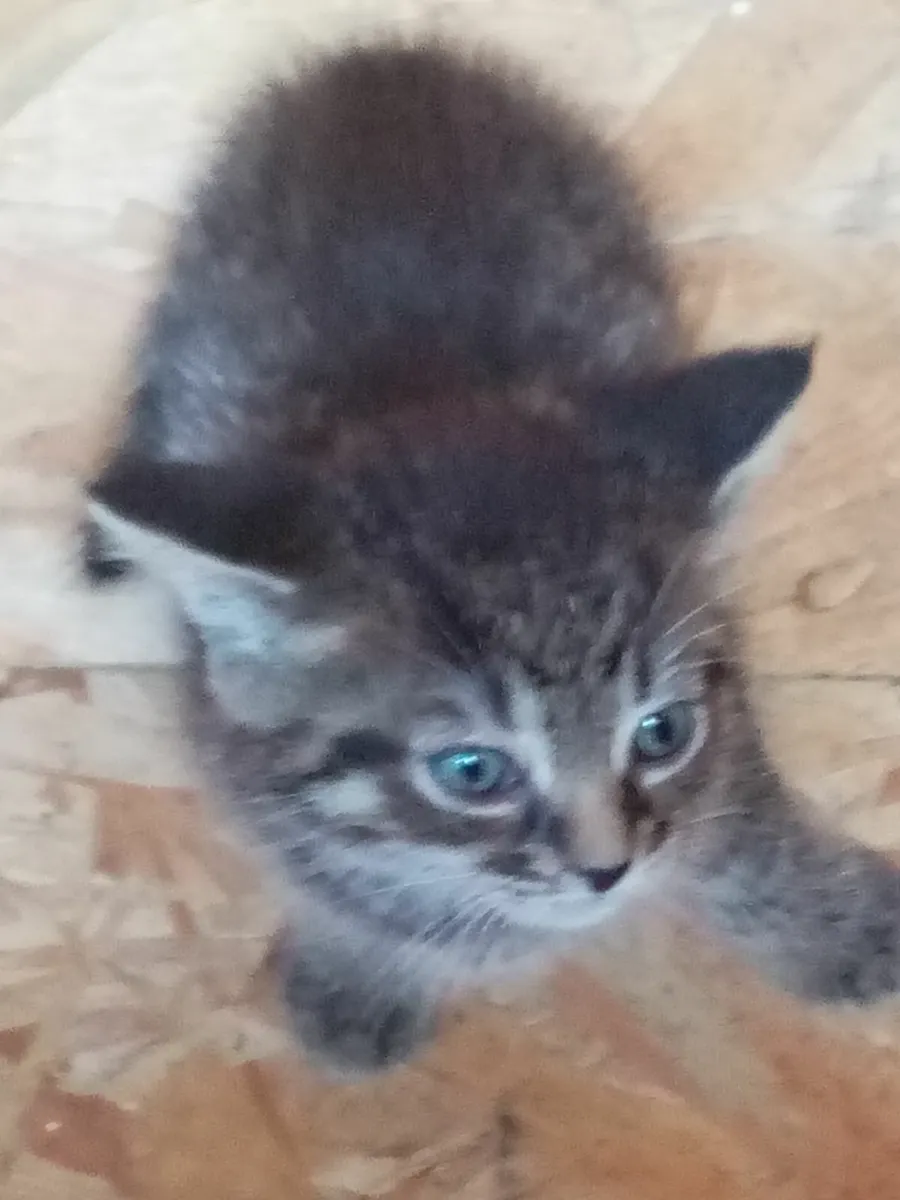Kittens - Image 4