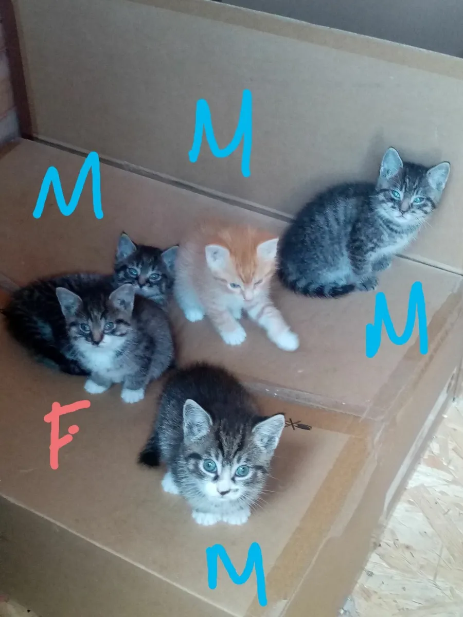 Kittens - Image 1