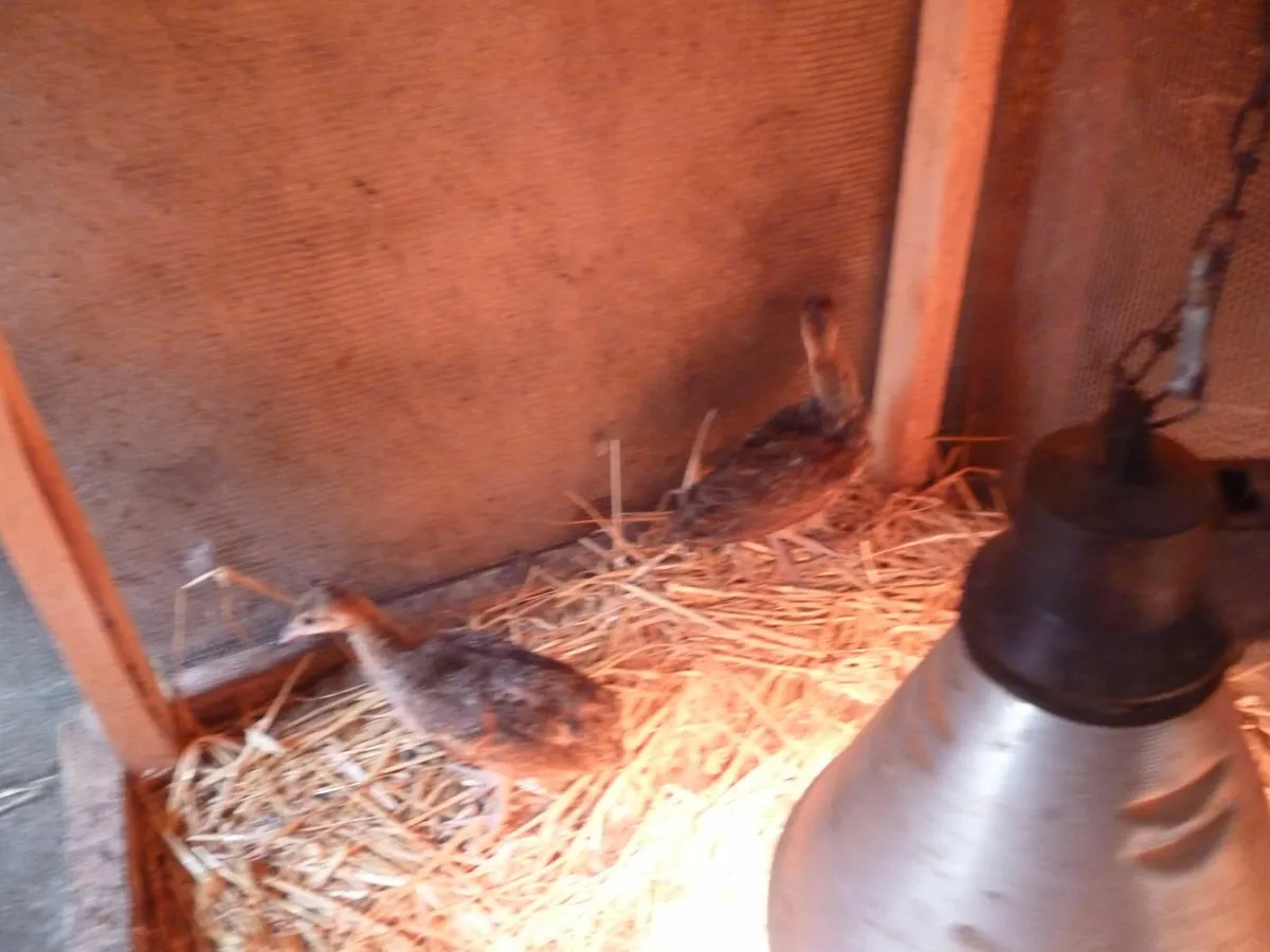Pea chicks - Image 1