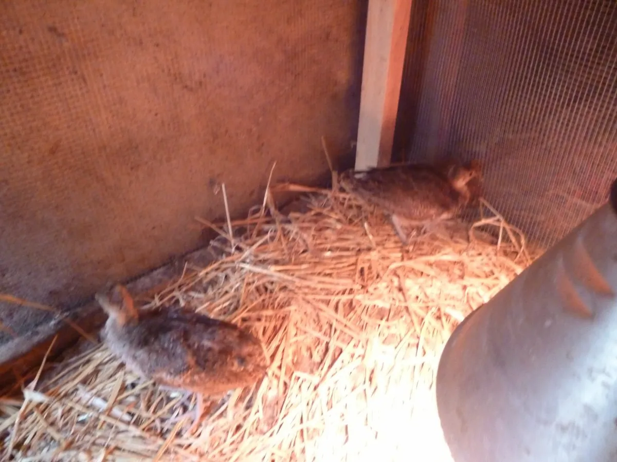 Pea chicks - Image 2