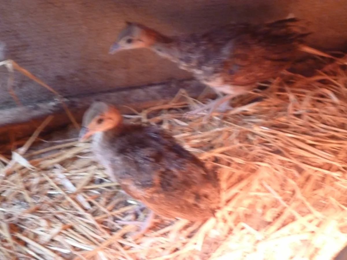 Pea chicks - Image 3