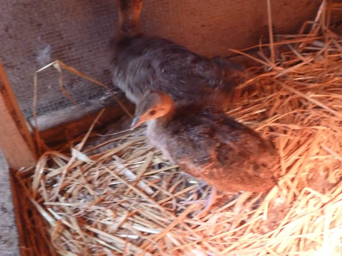 Pea chicks - Image 4
