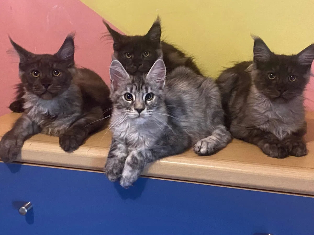Maine Coon kittens - Image 1