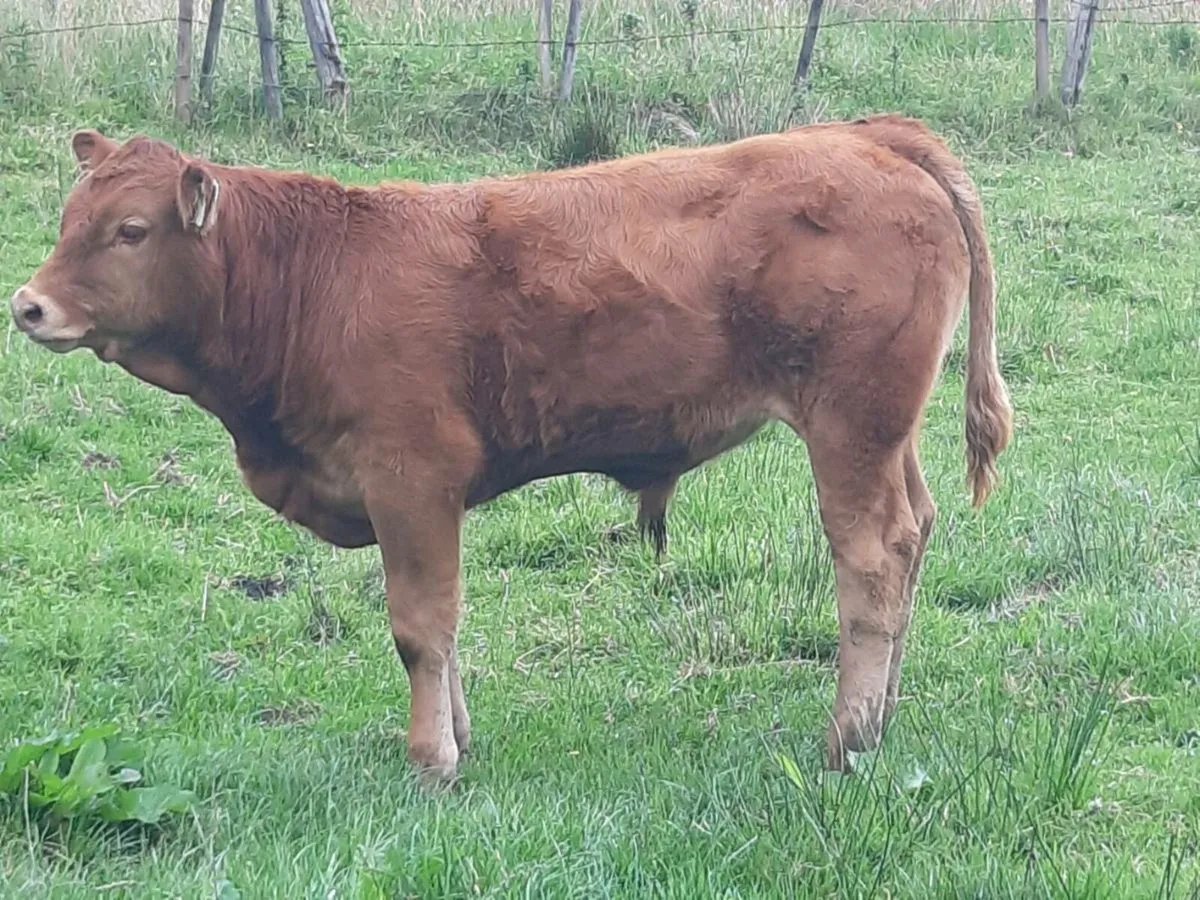 U GRADE CARRICKGALLAN MART TO MOR - Image 1