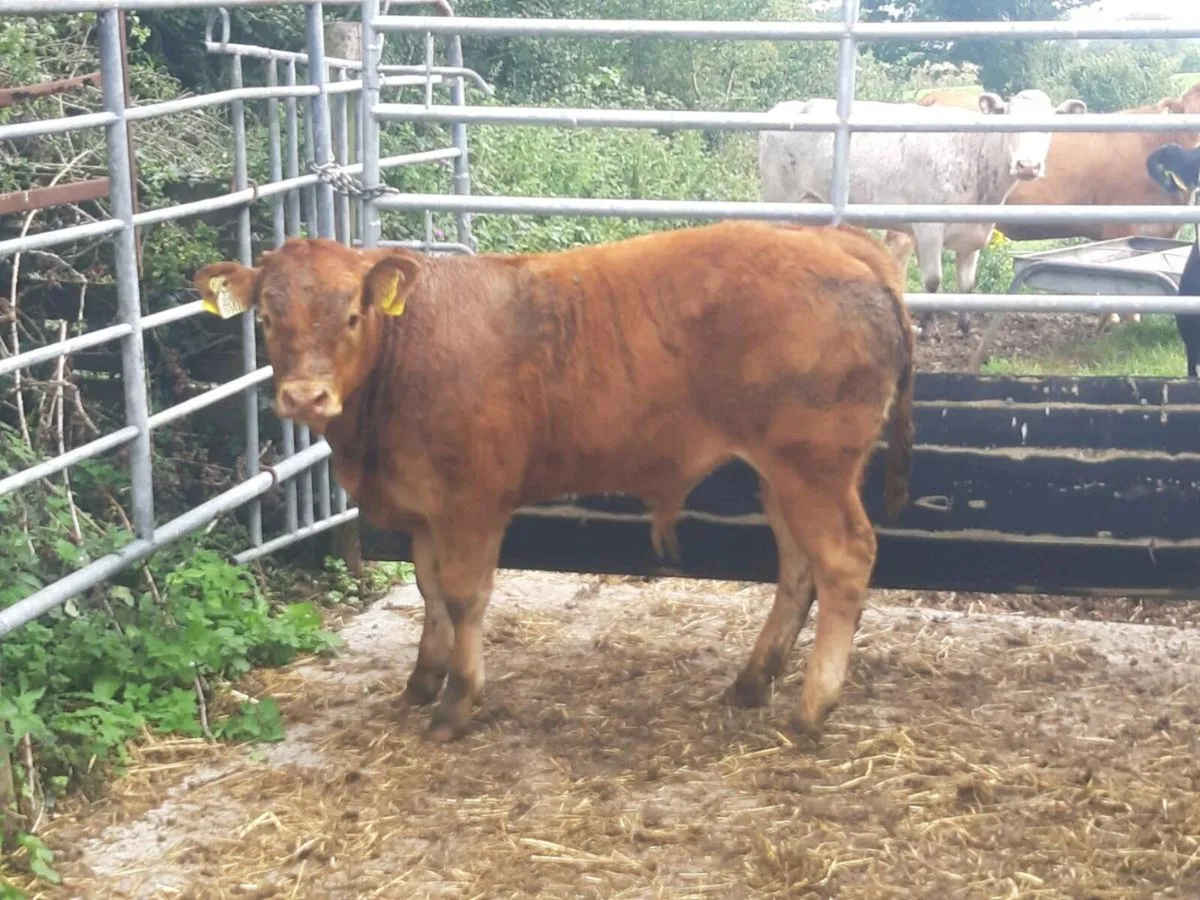 U GRADE CARRICKGALLAN MART TO MOR - Image 2