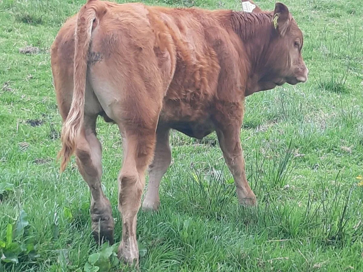 U GRADE CARRICKGALLAN MART TO MOR - Image 3