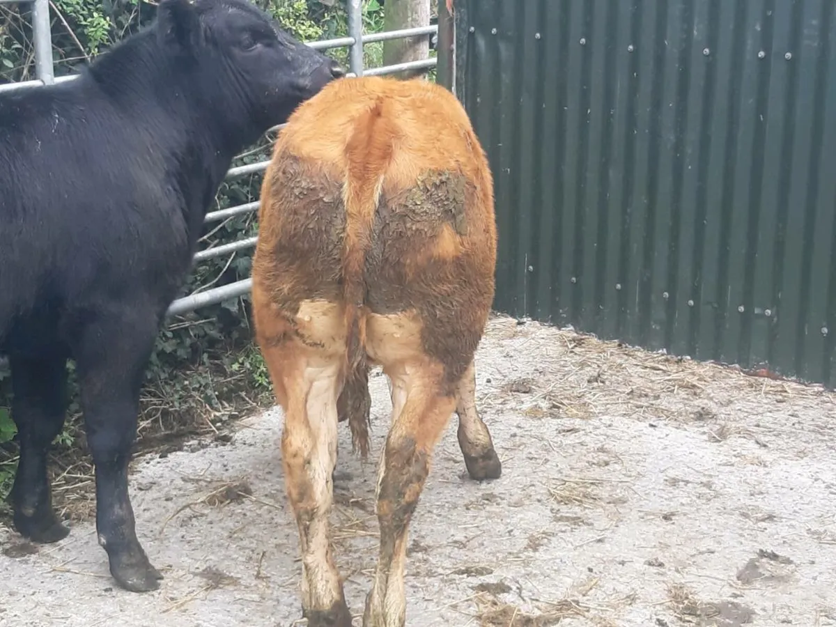 U GRADE CARRICKGALLAN MART TO MOR - Image 4