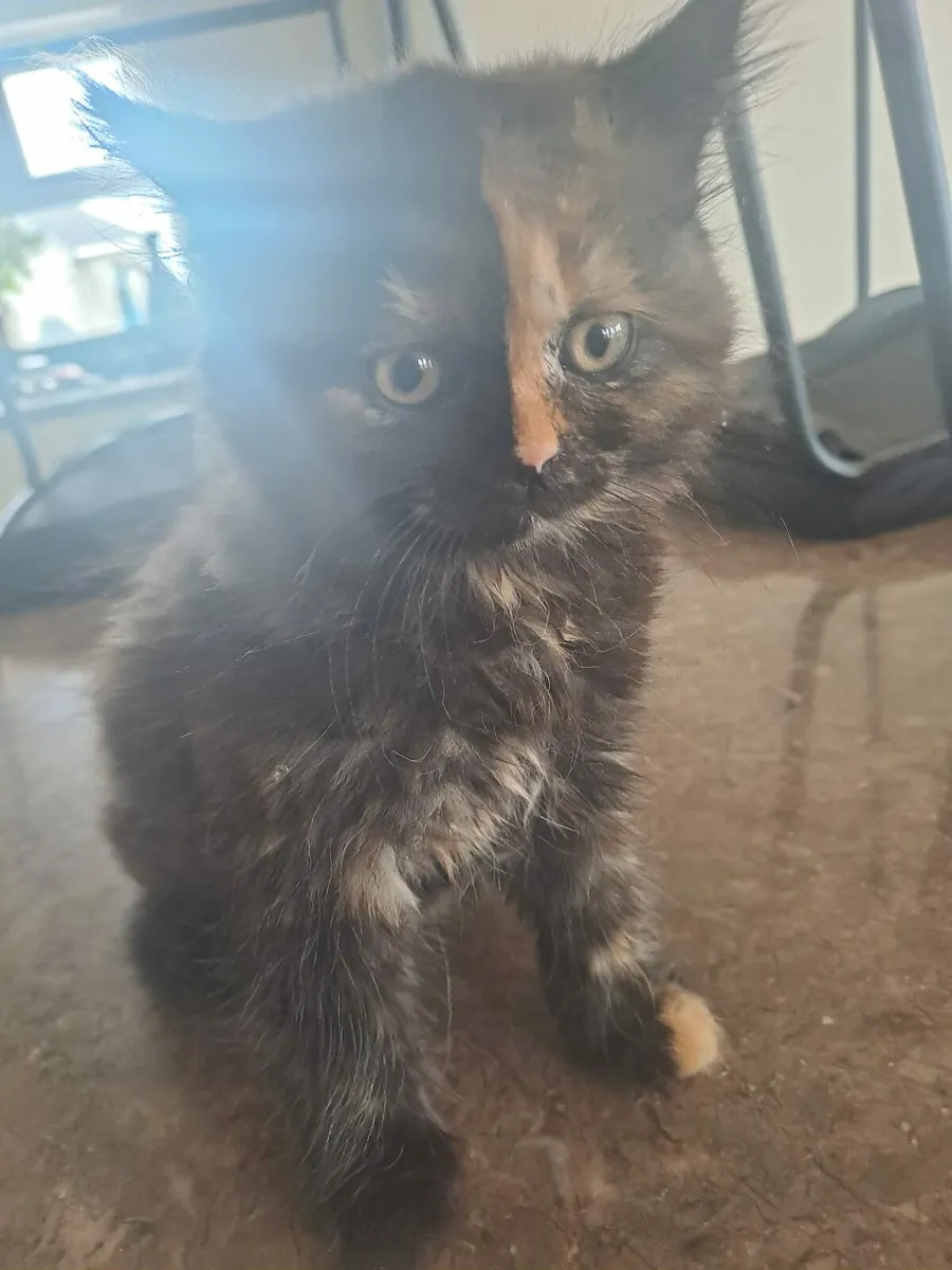 British longhair x kittens - Image 1