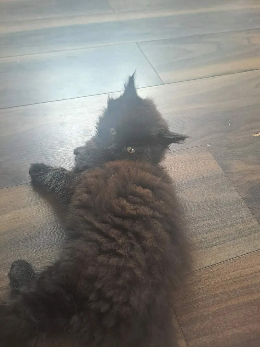 British longhair x kittens - Image 3