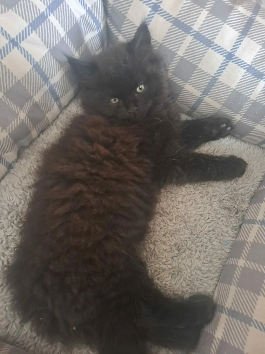 British longhair x kittens - Image 4