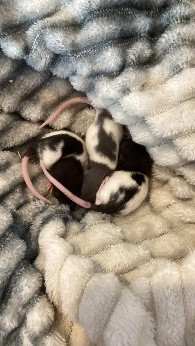 Rats - Image 1