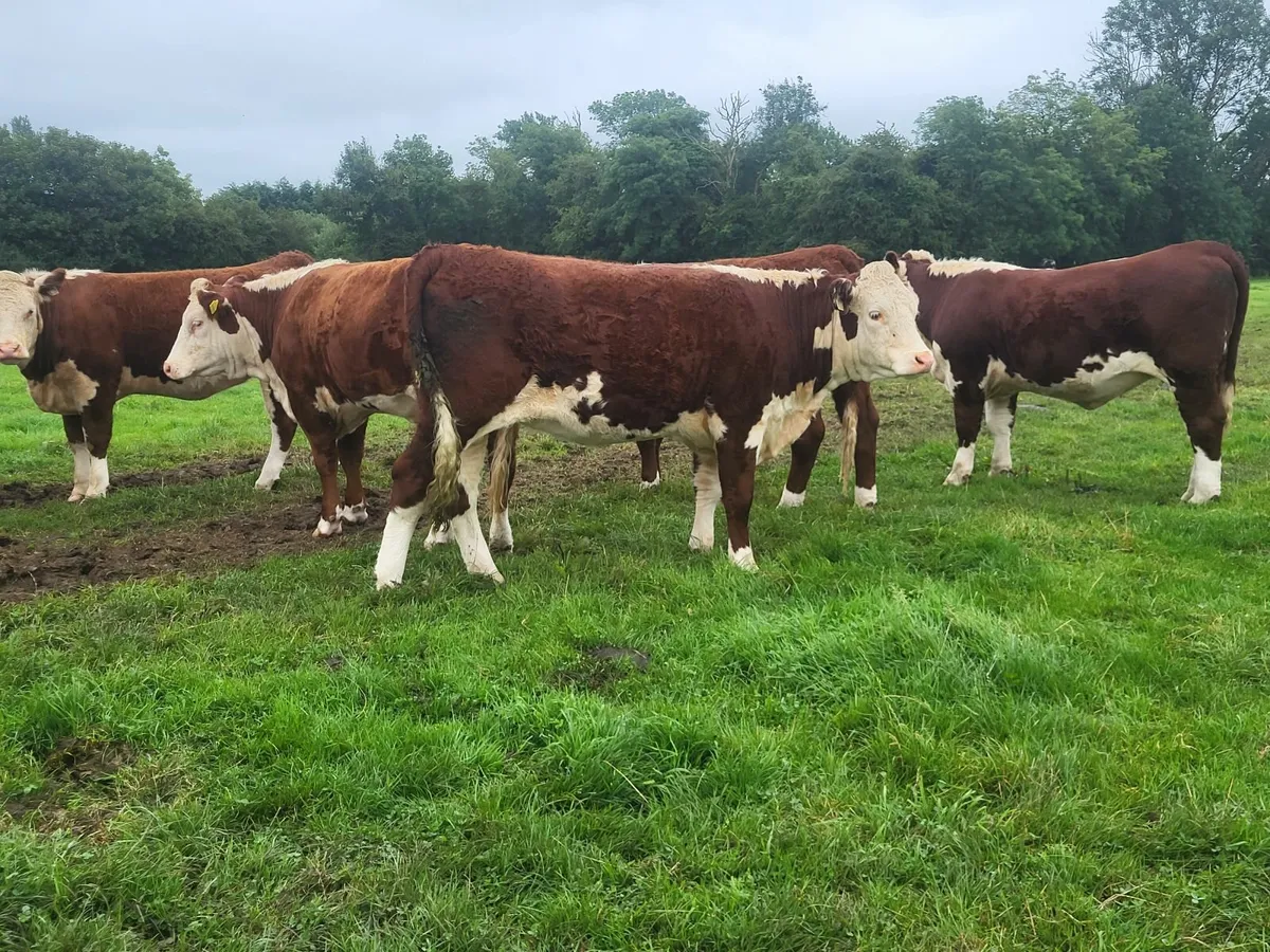 Pedigree Hereford Heifers - Image 3