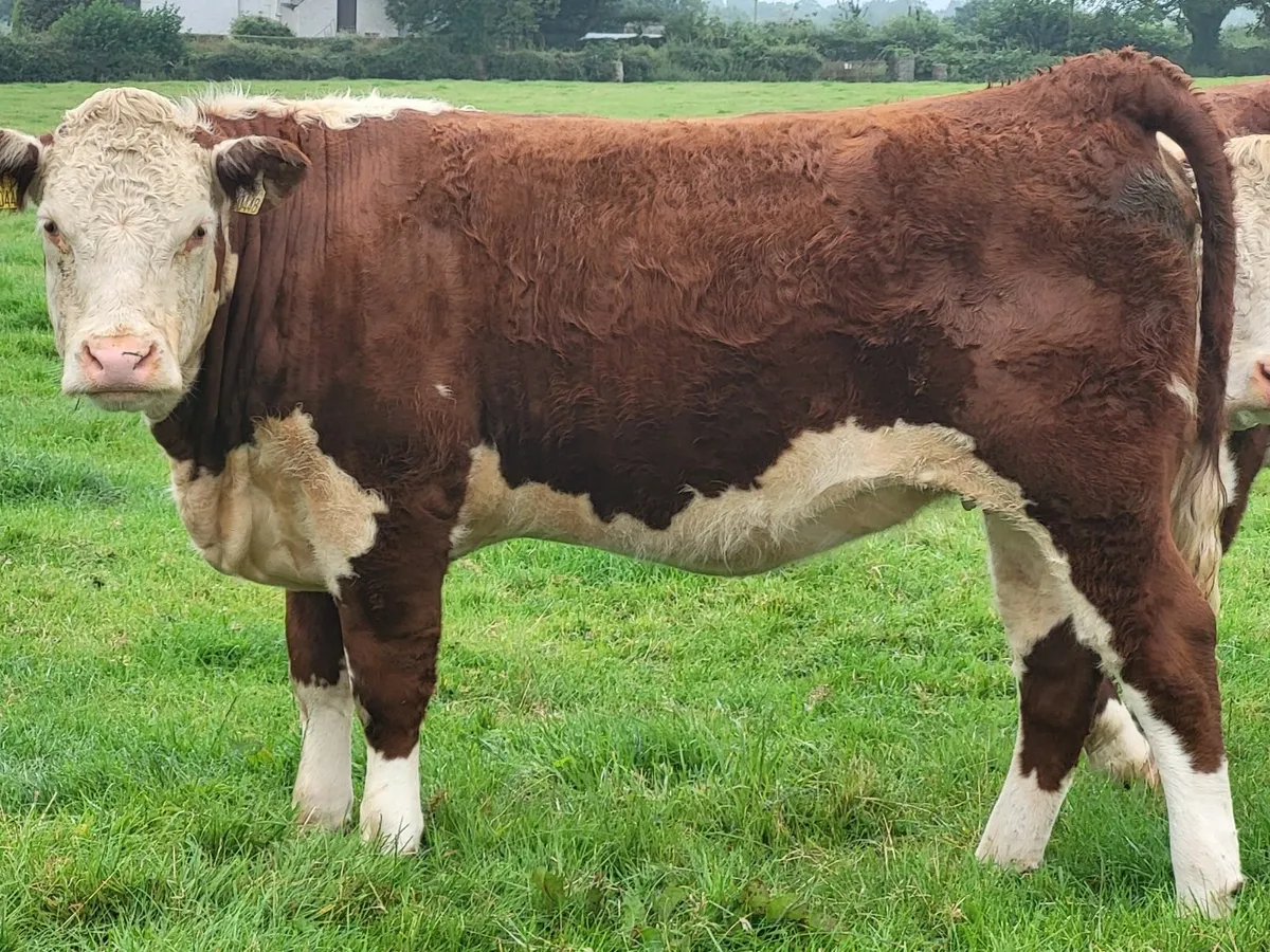 Pedigree Hereford Heifers - Image 4
