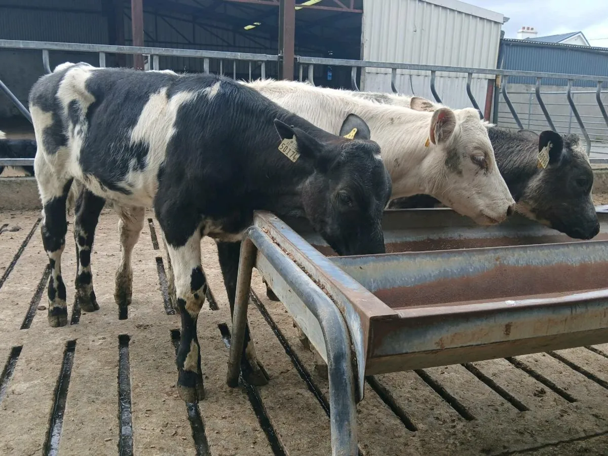 3 Runner Bulls - Image 1