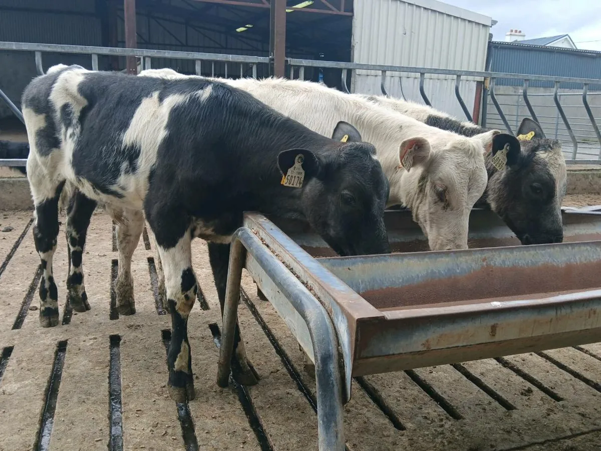 3 Runner Bulls - Image 2