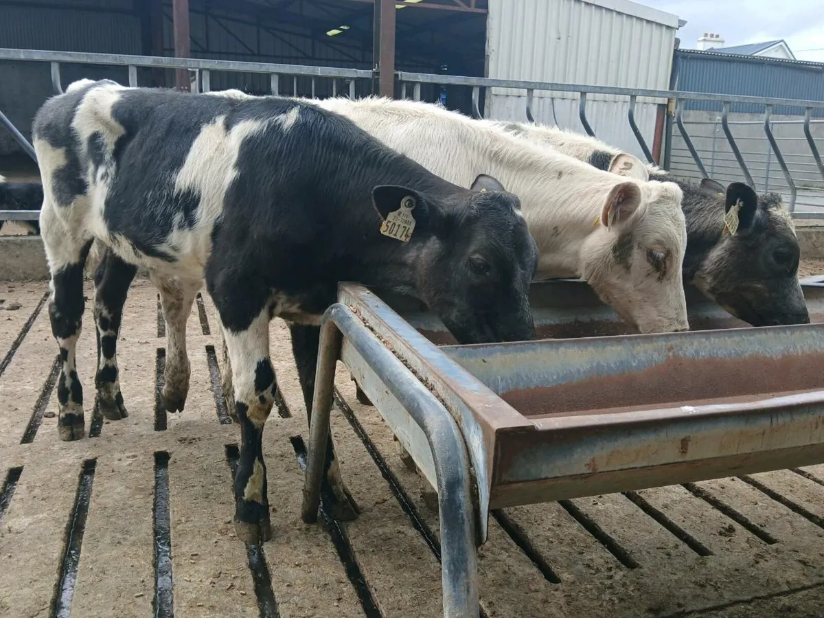 3 Runner Bulls - Image 4