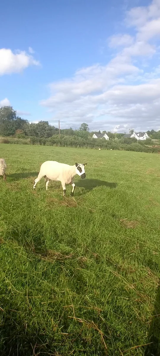 Kerry hill Ram - Image 1