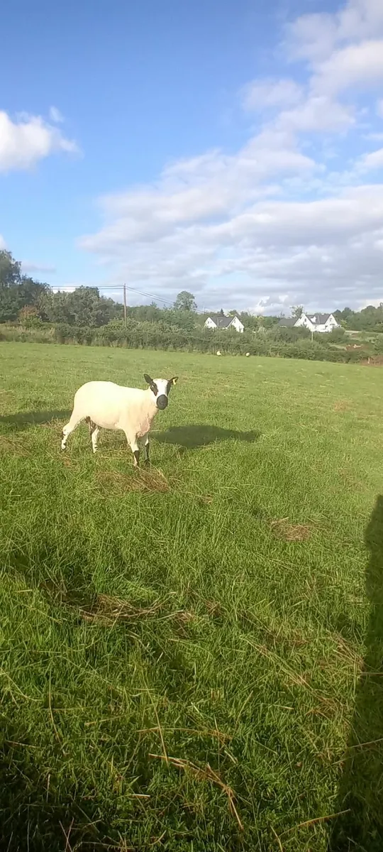 Kerry hill Ram - Image 2