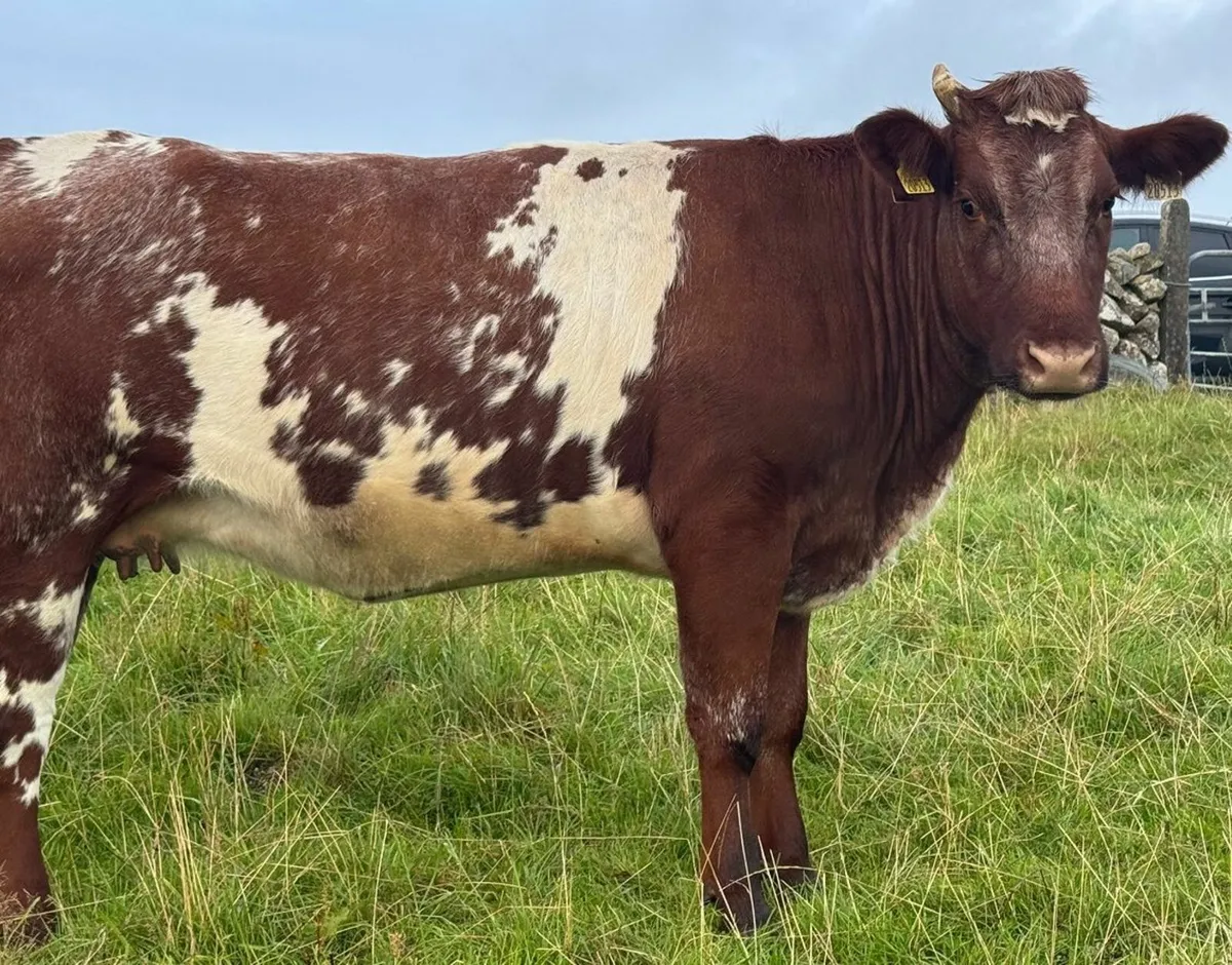 Roan  PBR In-Calf Shorthorn Heifer - Image 1