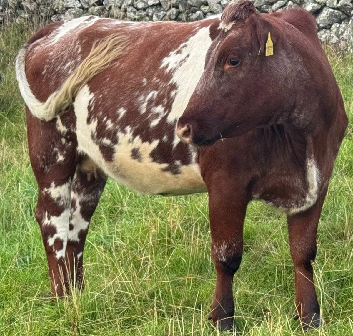 Roan  PBR In-Calf Shorthorn Heifer - Image 2
