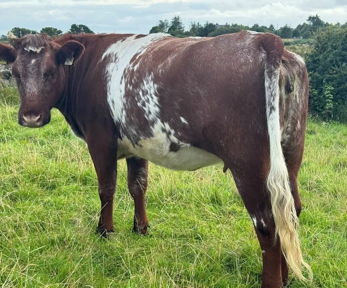 Roan  PBR In-Calf Shorthorn Heifer - Image 3