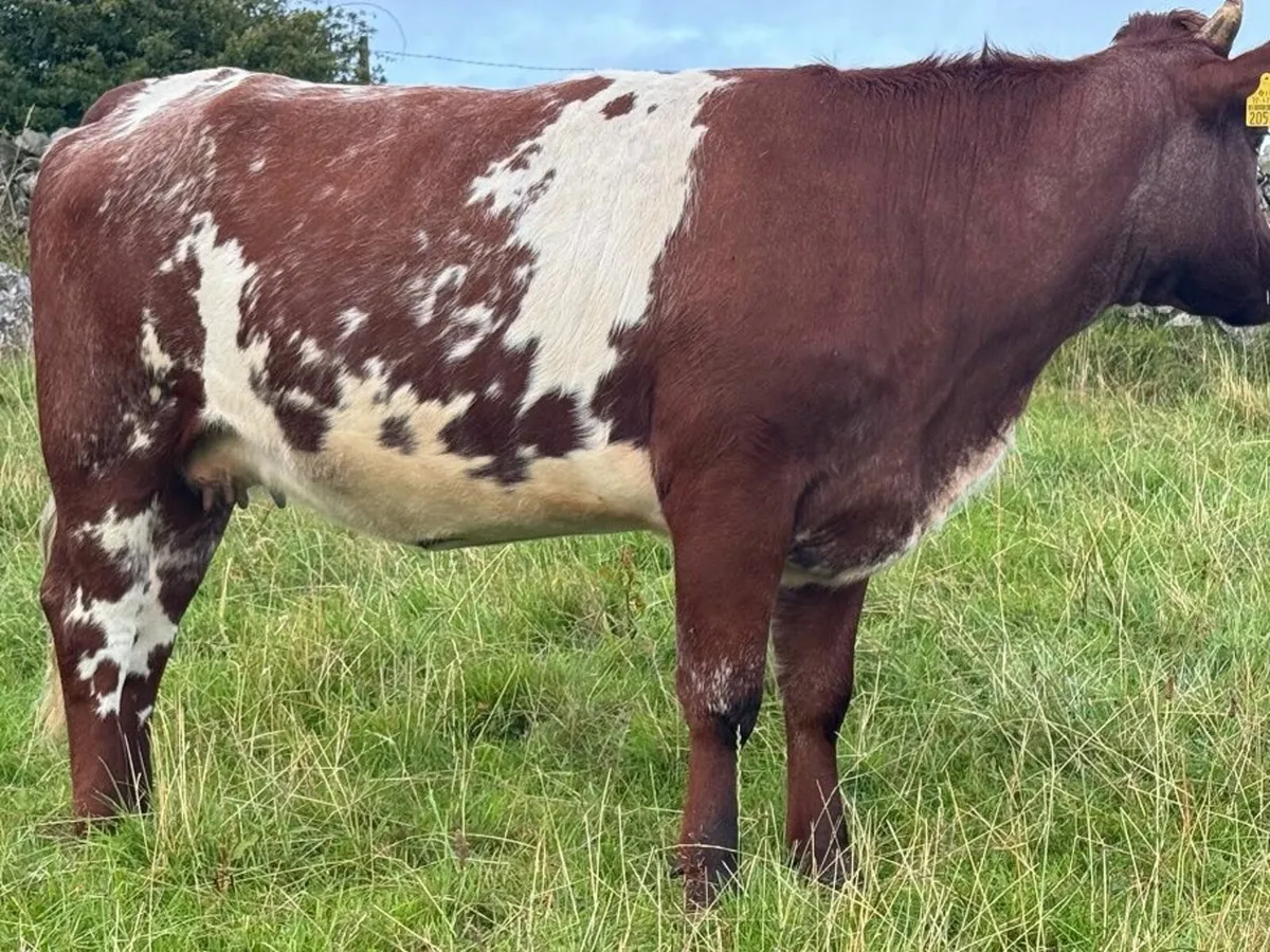 Roan  PBR In-Calf Shorthorn Heifer - Image 4