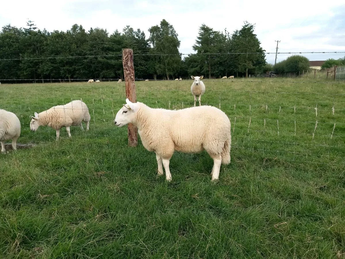 SIS APPROVED Cheviot Ram Lamb 🥇🥇 - Image 1