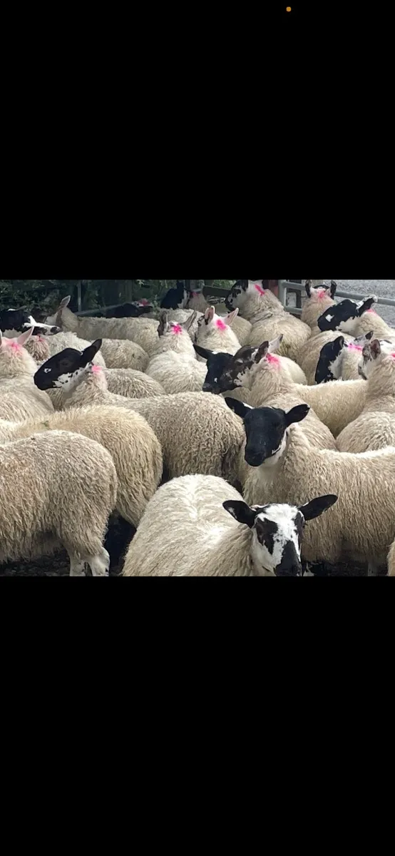 Mule Ewe Lambs (Re-advertised due to time waster) - Image 1