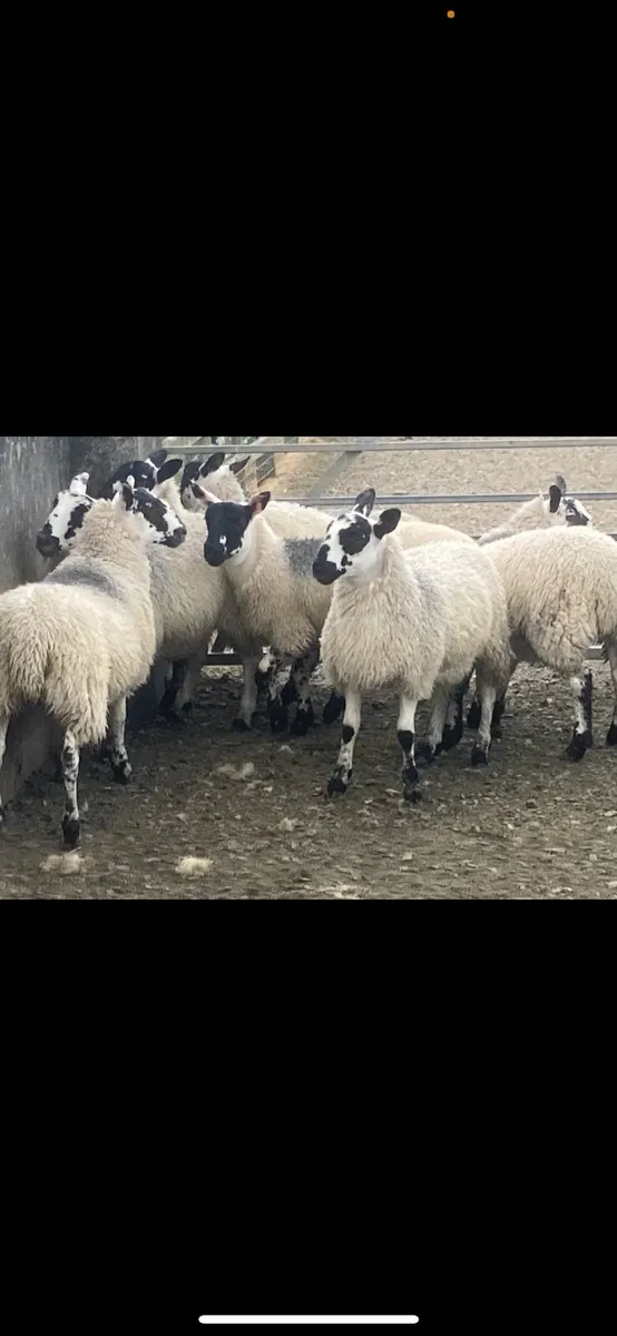 Mule Ewe Lambs (Re-advertised due to time waster) - Image 2