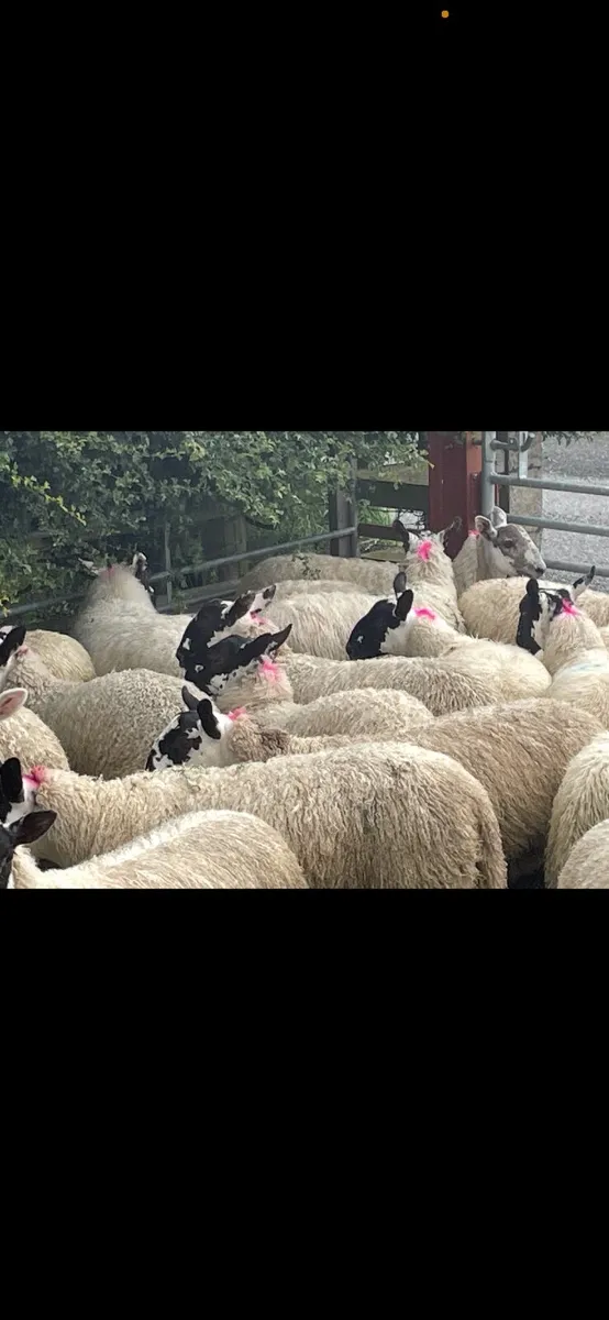 Mule Ewe Lambs (Re-advertised due to time waster) - Image 4