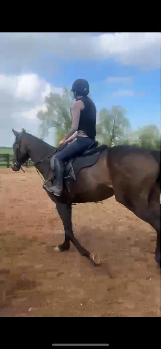 Tb mare - Image 1