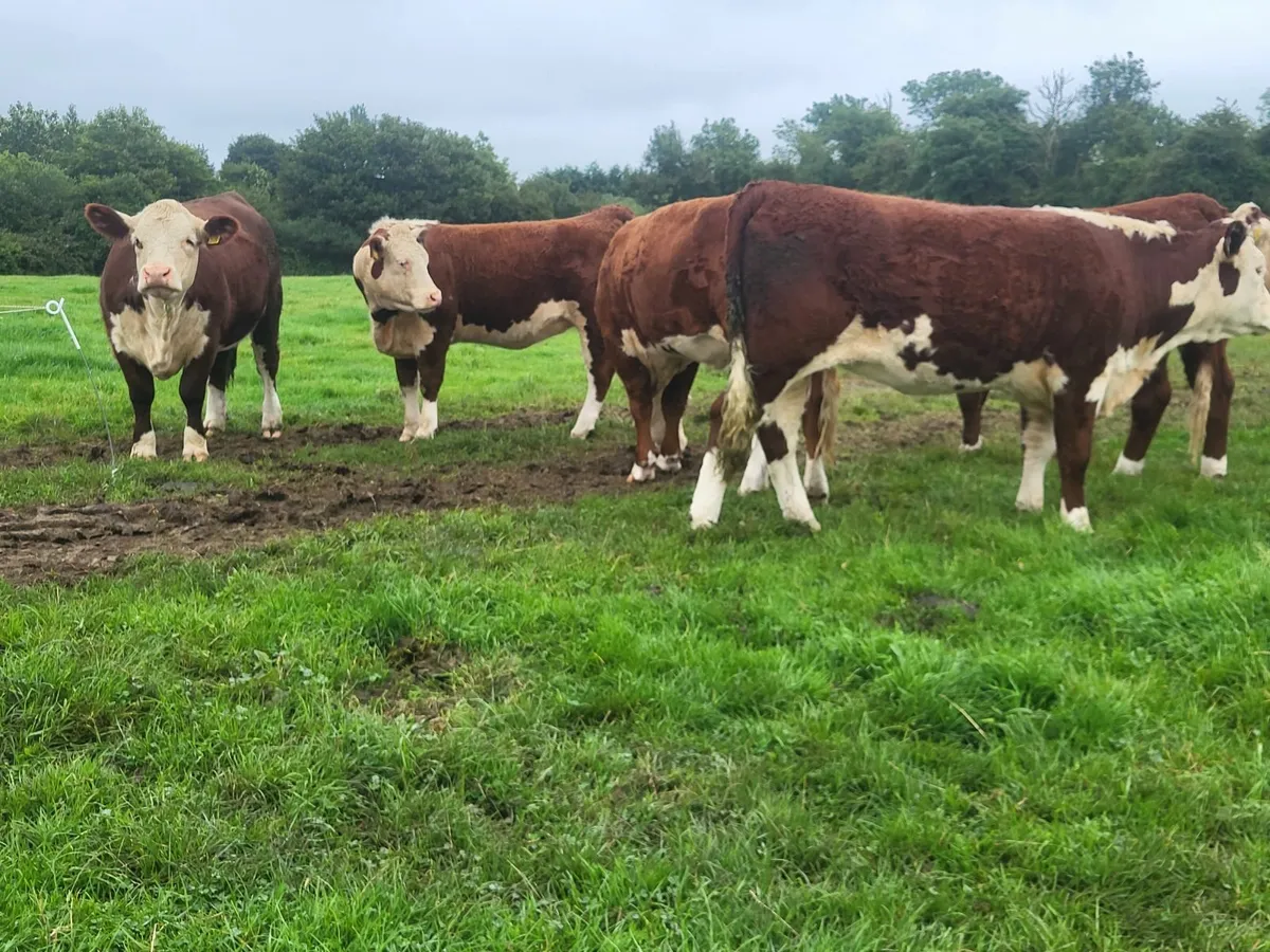 Pedigree Hereford Heifers - Image 1