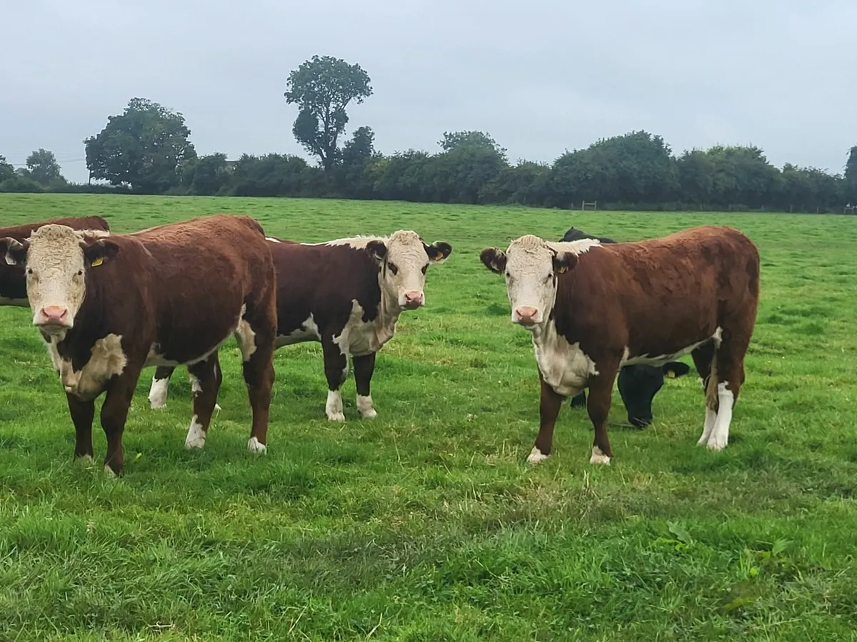 Pedigree Hereford Heifers - Image 2