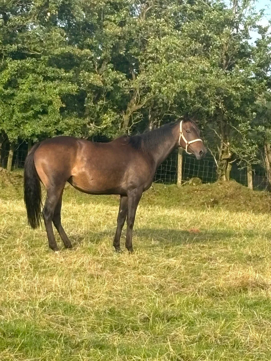 Tb mare - Image 2