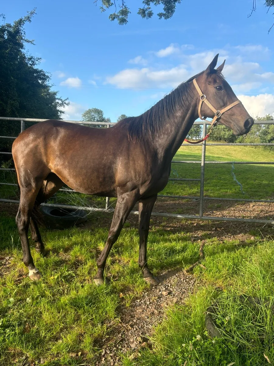 Tb mare - Image 3